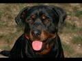 Il mio rottweiler