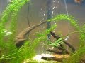 just got a needle nose gar