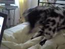 Dino poop chasing a laser pen...ROCKOsauras Dino poop chasing a laser pen...ROCKOsauras