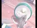 hamster wheel
