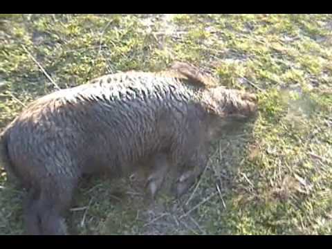 boar