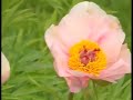 Drying Peony