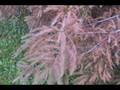 videos de How to ID Taxodium distuchum