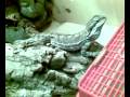 mi iguana, la pogona i su terrario y terrario de los camaleones