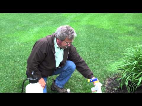 how to fertilize creeping jenny