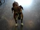 Marquette County Humane Society