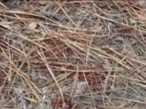 LADYBUG JACKPOT