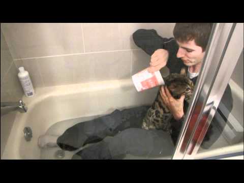 how to properly give a cat a bath