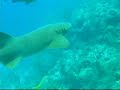 nurse sharks swimming