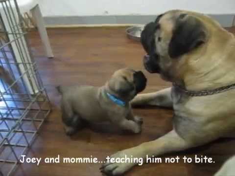 bullmastiff