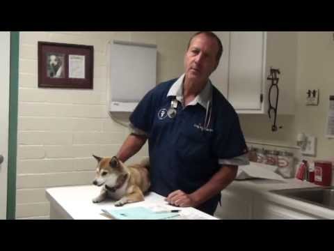 how to relieve my dogs coughing