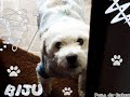 PDO- Pets do Orkut.wmv