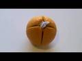 videos de Microcosmos