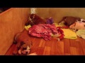 Click here to watch this video 165 Мася, Дуня и Ириска.ENGLISH BULDOGFILL puppies for sale