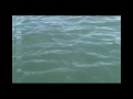 Big Jewfish