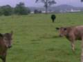 videos de Stupidd Girlss Scaring cows