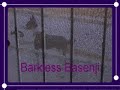 The Only Barking Basenji The Only Barking Basenji