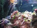 blennie tentacularis 2