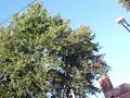 TROLEBUSES DE ROSARIO - ARGENTINA - desmantelamiento de línea aérea