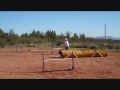 Border Collie Agility Practice
