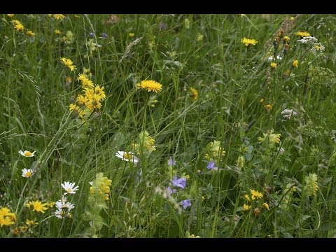 Bio-Bergbäurin aus Liebe - Maria Berger, Murau