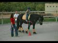 Equinoterapia - Valencia