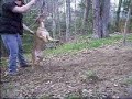 BOCEPHUS-PITBULL-catch'em