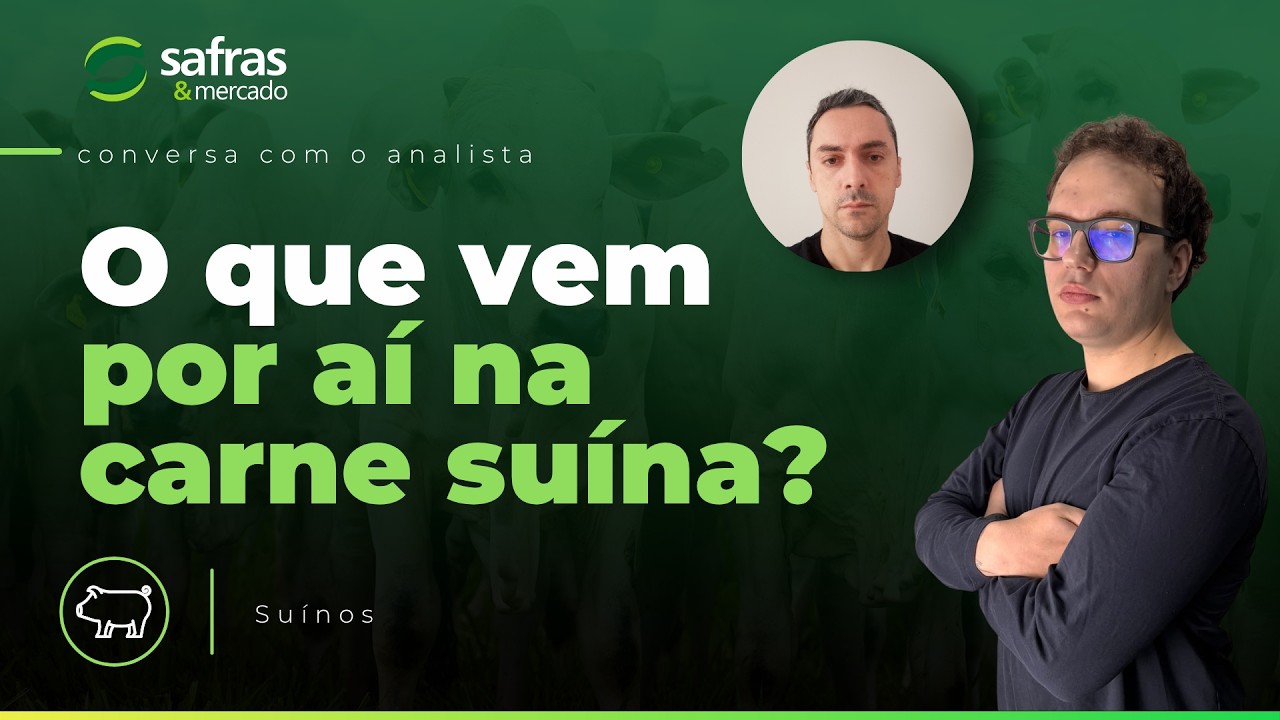 Conversa com o Analista avalia cenário positivo para suinocultura