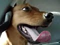 Laughing dog