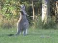 Australian Wildlife: Fighting Kangaroos