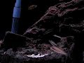 Tanganyikan tank video 1 Tanganyikan tank video 1