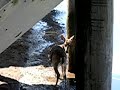 ocean swimming deer