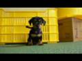 Salchicha video