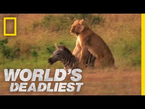 claws - Retractable and strong, a lion's claws are the perfect killing tool. Lion Animal Profile http://animals.nationalgeographic.com/animals/mammals/african-lion/