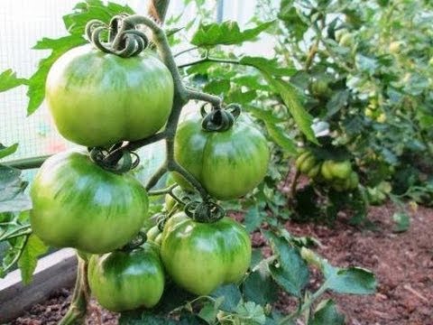 how to transplant tomatoes outside