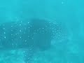 Wandering Gaia Swims With Whale Sharks