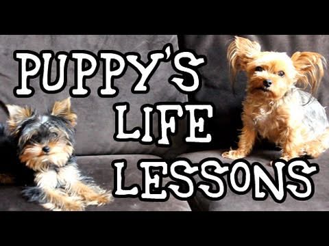 Watch 'Puppy Life Lessons'
