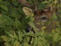 Monster Bucks Deer Call Commercial Monster Bucks Deer Call Commercial