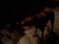 videos de stone 003