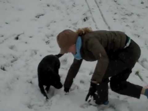 Cute Chocolate Lab puppy’s first snow :)