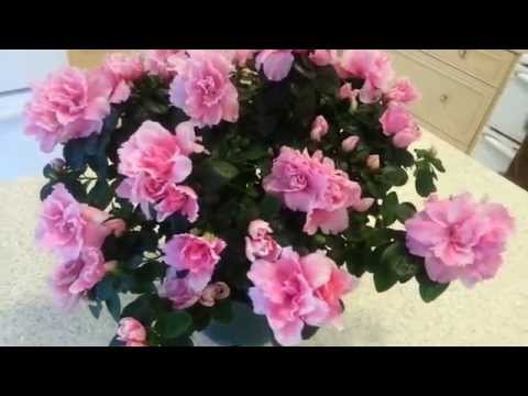 how to properly plant azaleas
