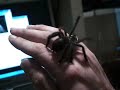 My A. Avicularia My A. Avicularia