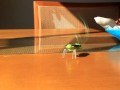 (uploaded by minuta)&nbsp;Novel Solar Powered Locust