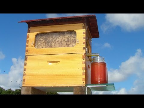 how to harvest honey from bees