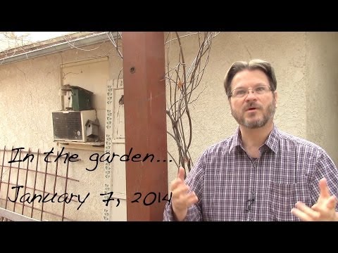 how to wisteria vine