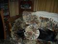 videos de Shake the Blues.wmv