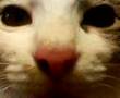 Close up cat