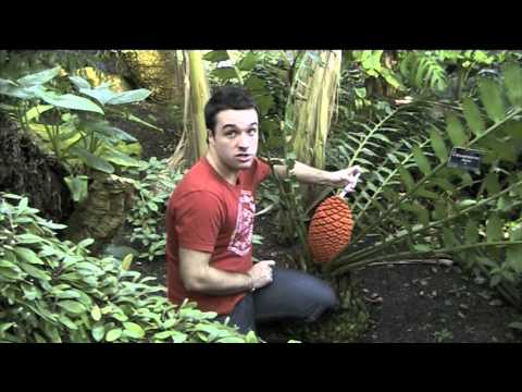 how to transplant baby cycads