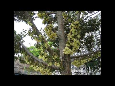 how to harvest durian
