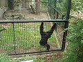 Monkey Monkey